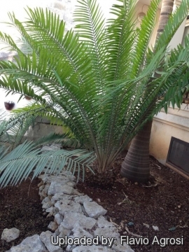 Encephalartos gratus