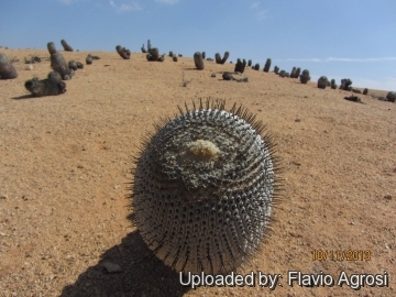 Copiapoa melanohystrix