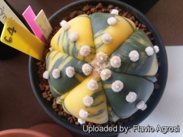 Astrophytum asterias cv. Ruri Kabuto Nisiki (Yellow)