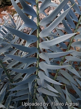 Encephalartos horridus