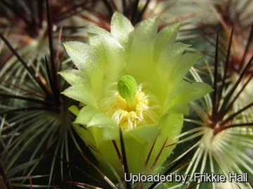 Mammillaria microhelia