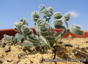 Gethyllis villosa