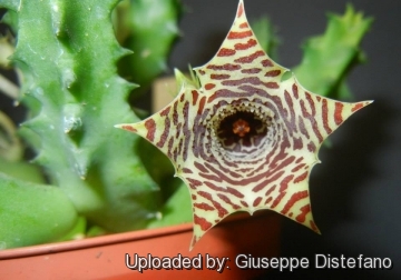 Huernia loeseneriana