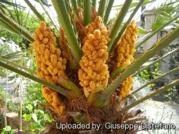 Chamaerops humilis