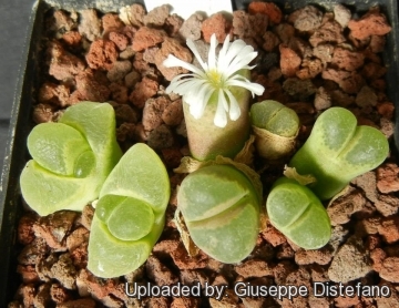 Conophytum longum