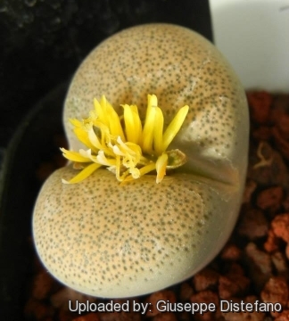 Lithops localis C133 TL  25 km S of Beaufort West, South Africa