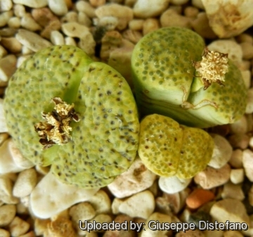 Lithops fulviceps C363 Locality unknown (Namibia) cv. Aurea