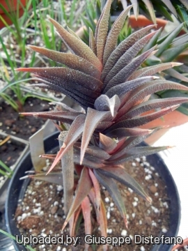 Haworthia tortuosa