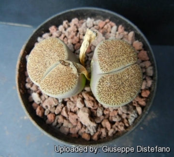 Lithops lesliei C014 (Kimberley Form) 15 km NW of Kimberley, South Africa