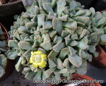 Titanopsis fulleri