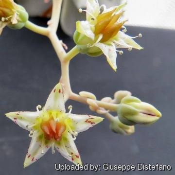 Graptopetalum paraguayense