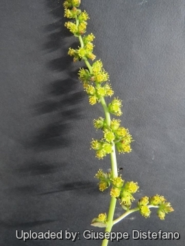 Lenophyllum reflexum