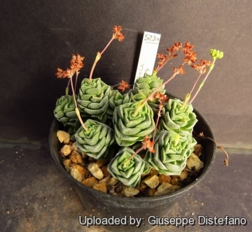 Crassula cv. Doroty