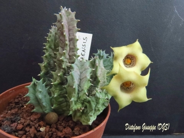 Huernia quinta var. blyderiverensis