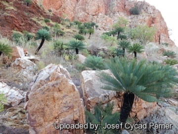 Cycas pruinosa