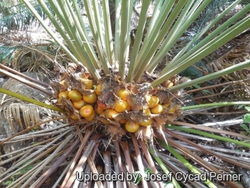 Cycas tansachana