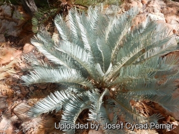 Cycas furfuracea