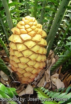 Encephalartos sclavoi