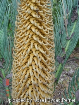 Cycas pruinosa