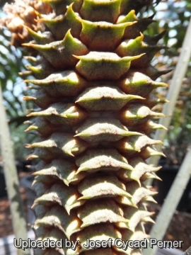 Ceratozamia latifolia