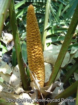 Cycas simplicipinna