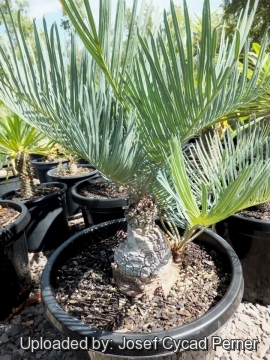 Cycas furfuracea