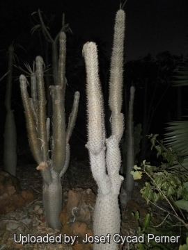 Pachypodium geayi