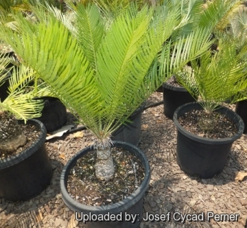 Cycas armstrongii