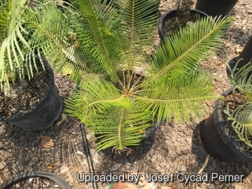 Cycas calcicola