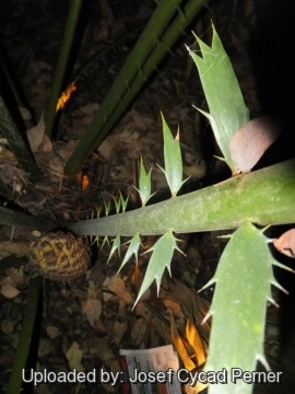 Encephalartos laurentianus