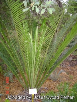 Encephalartos whitelockii