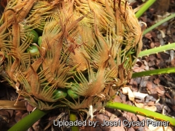 Cycas simplicipinna