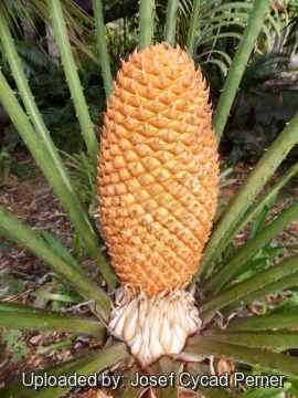 Cycas thouarsii