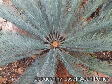 Cycas cairnsiana