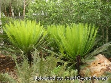 Cycas panzhihuaensis