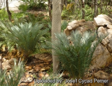Cycas angulata