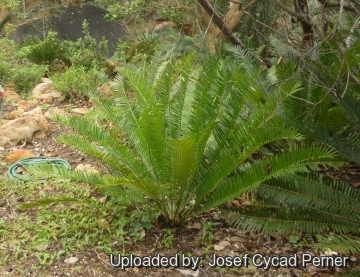 Encephalartos concinnus