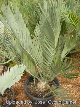 Encephalartos nubimontanus