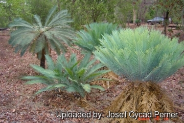 Cycas canalis subs. carinata