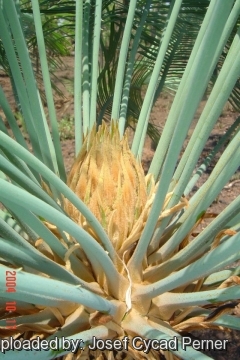 Cycas canalis