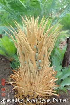 Cycas canalis