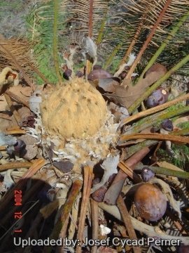 Cycas calcicola