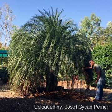 Macrozamia moorei