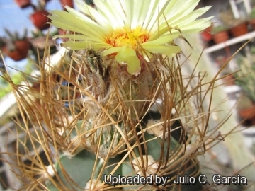 Astrophytum capricorne var. aureum