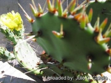 Brasiliopuntia brasiliensis