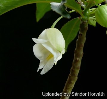 Impatiens kerriae