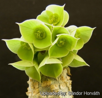 Euphorbia ankarensis