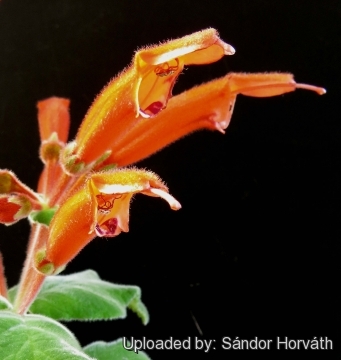 Sinningia cardinalis