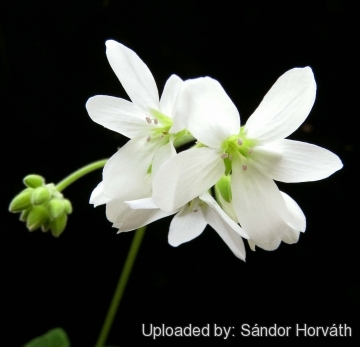 Pelargonium cotyledonis