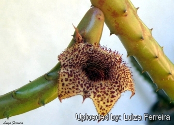 Huernia recondita